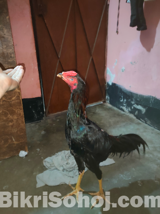 Indian asil murog original